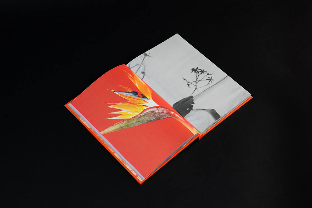 velvet flowers_book3 Velvet flowers & melting views